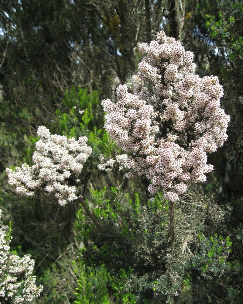 kinlochruel calluna vulgaris