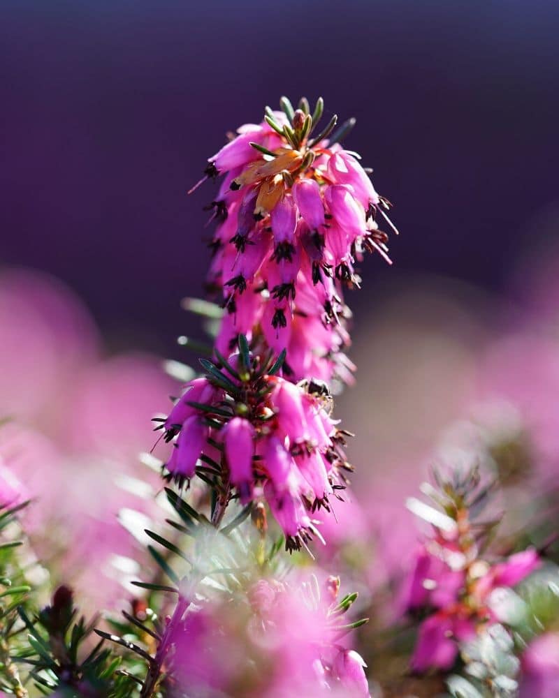 wintersonne erica carnea