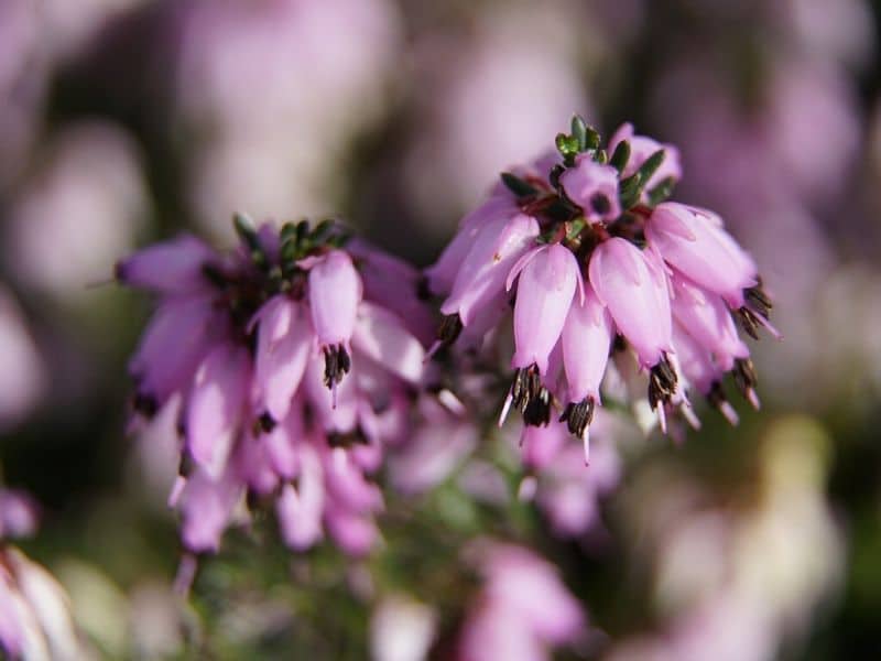 semis de mars erica carnea