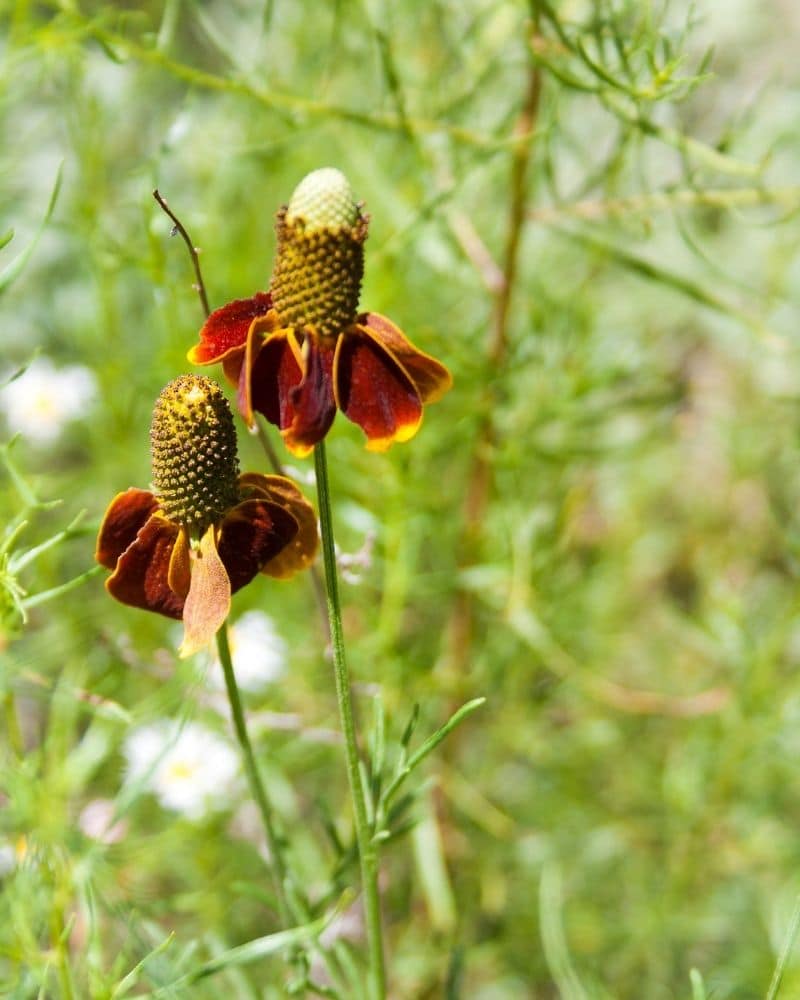 coneflower upright prairie coneflower
