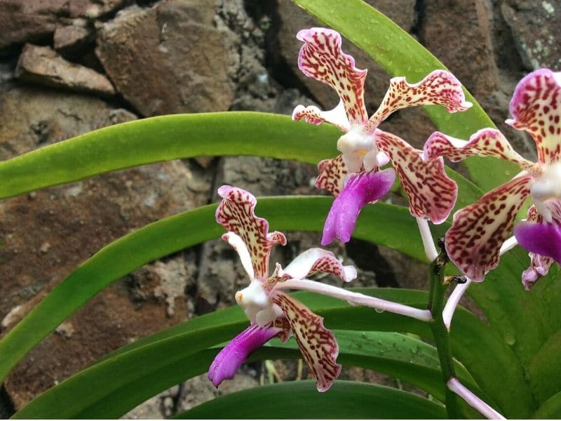 plante orchidée vanda