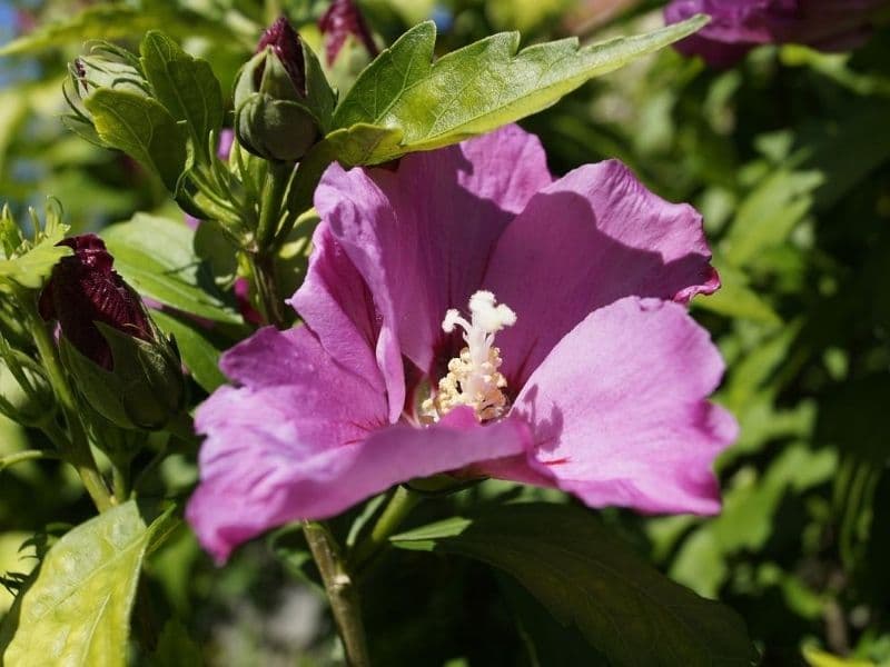 hibiscus violet