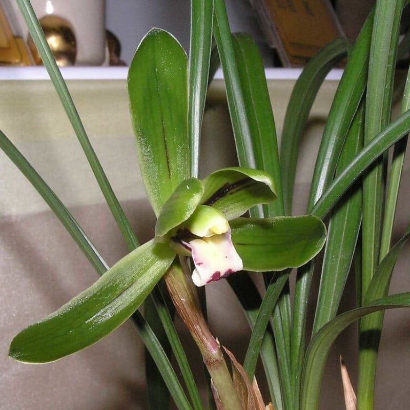 Cymbidium sinense 'Green Petal' (Pétale vert)