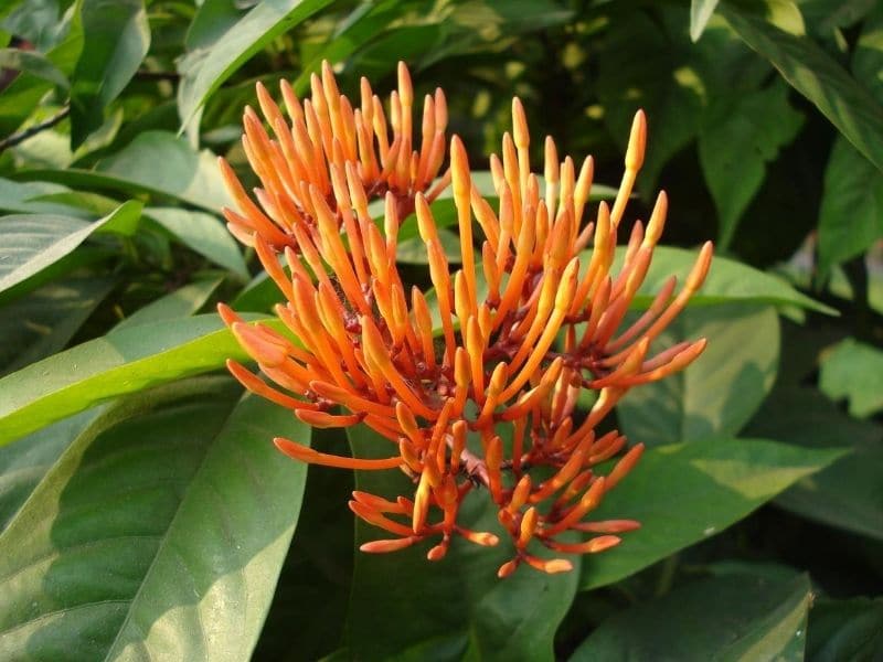 chèvrefeuille mexicain