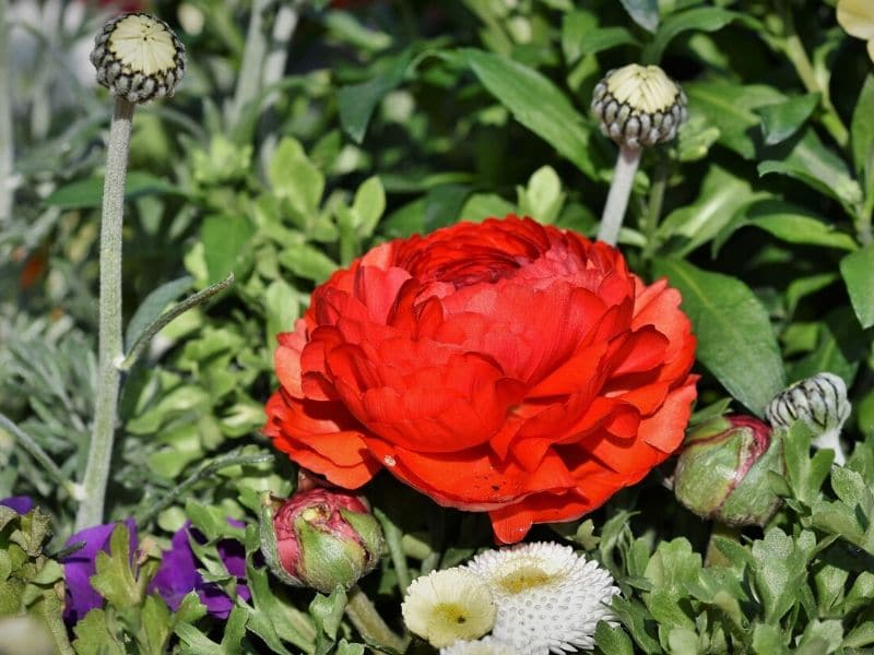 renoncule rouge