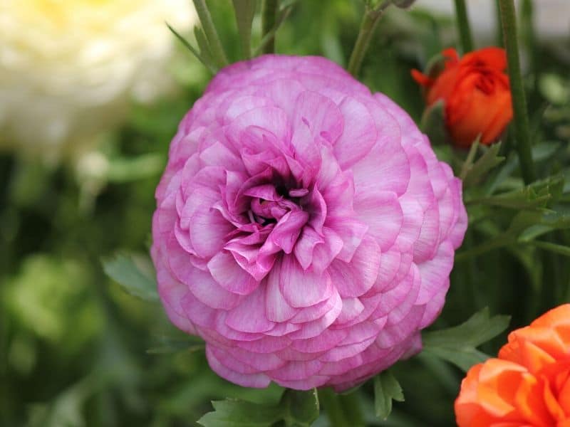 fleur de renoncule rose