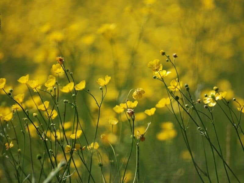 renoncule jaune prairie