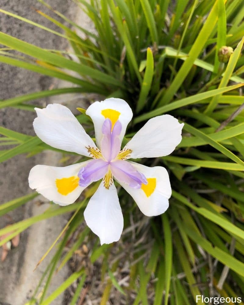 Iris africain