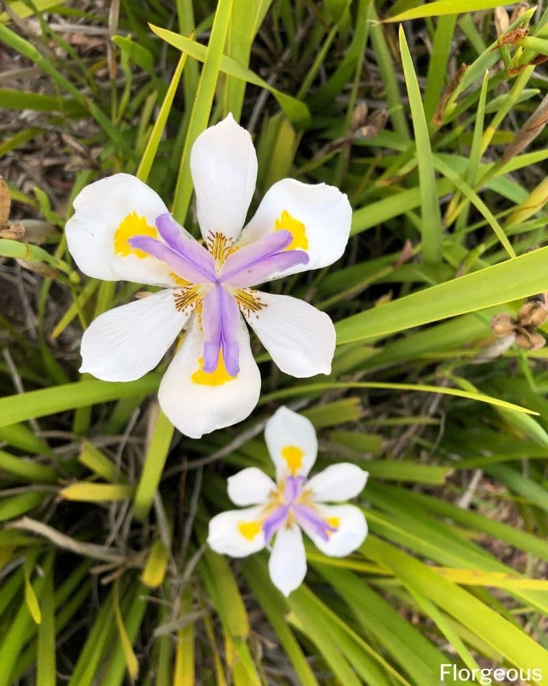 Iris des bois