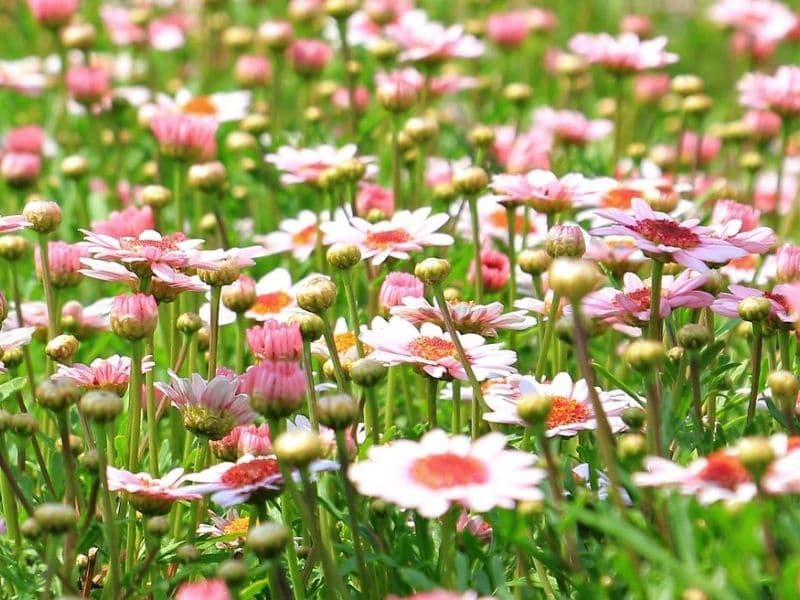 fleurs sauvages roses