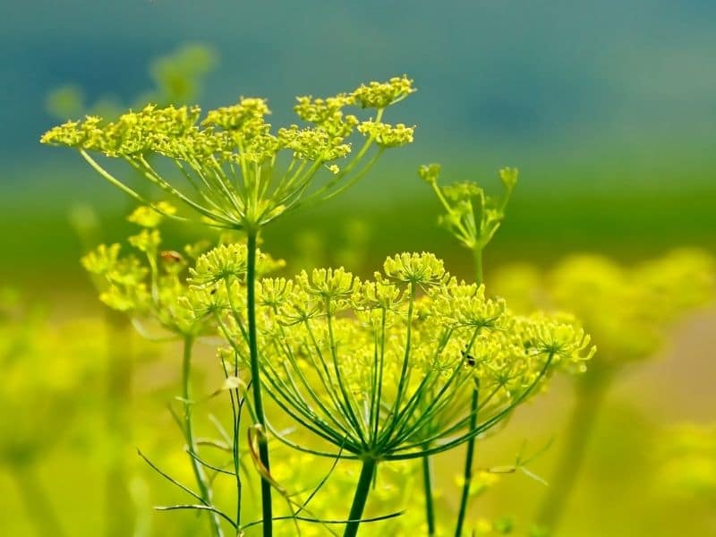 fleurs de fenouil