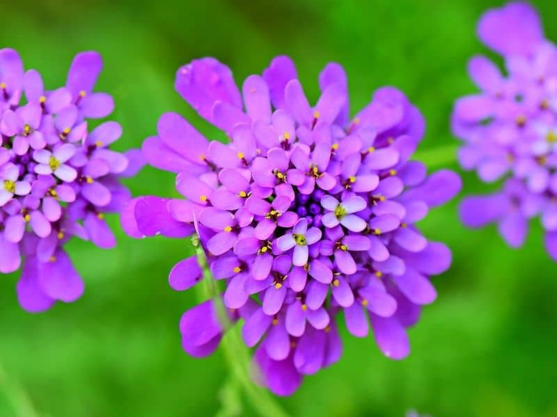le candytuft globe