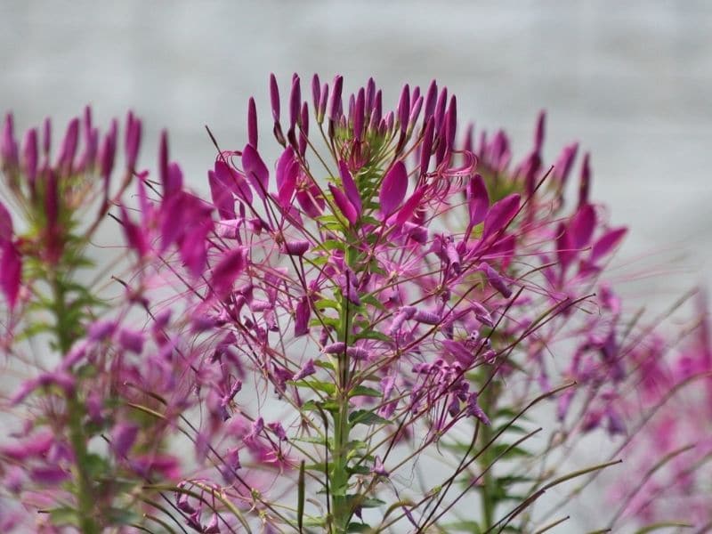 fleurs de cléome