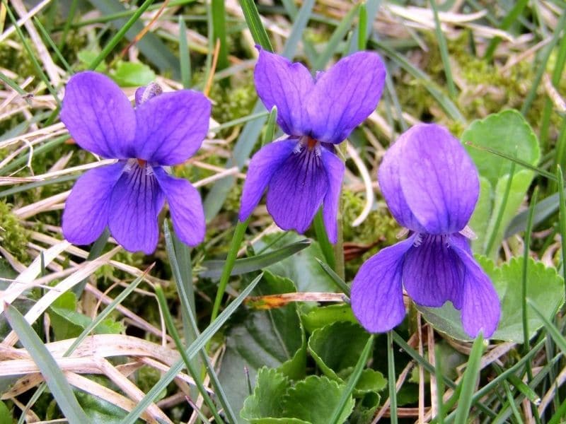 chien violet