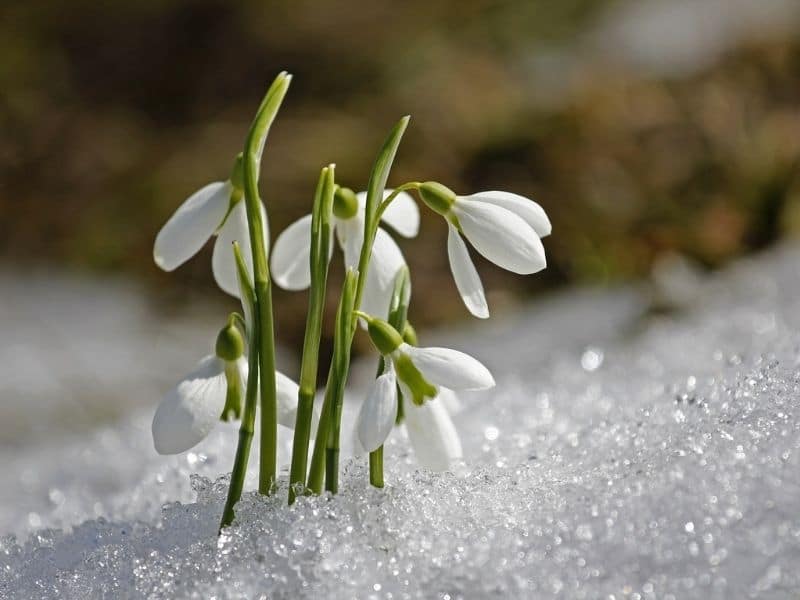 fleurs de perce-neige