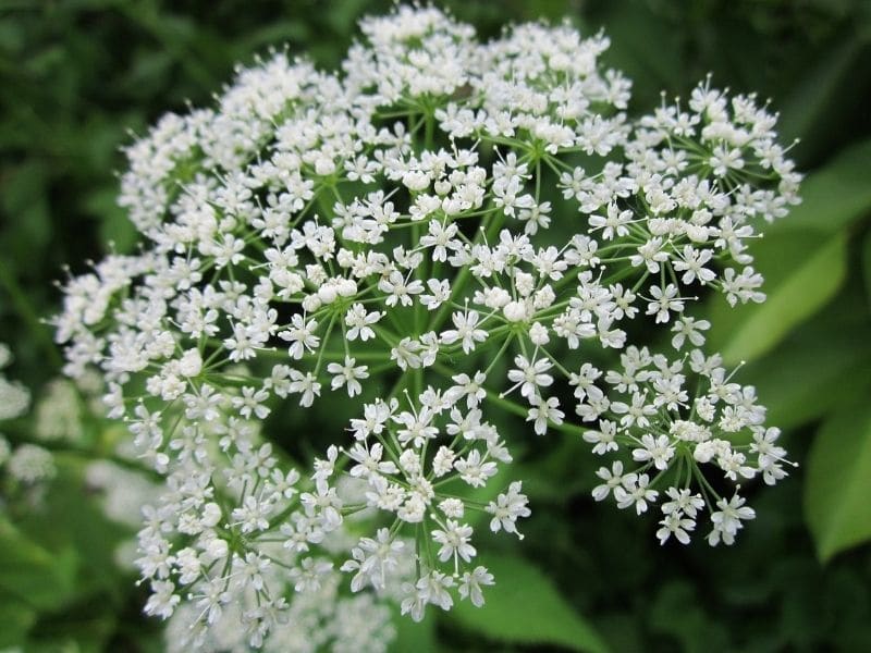 l'herbe des évêques