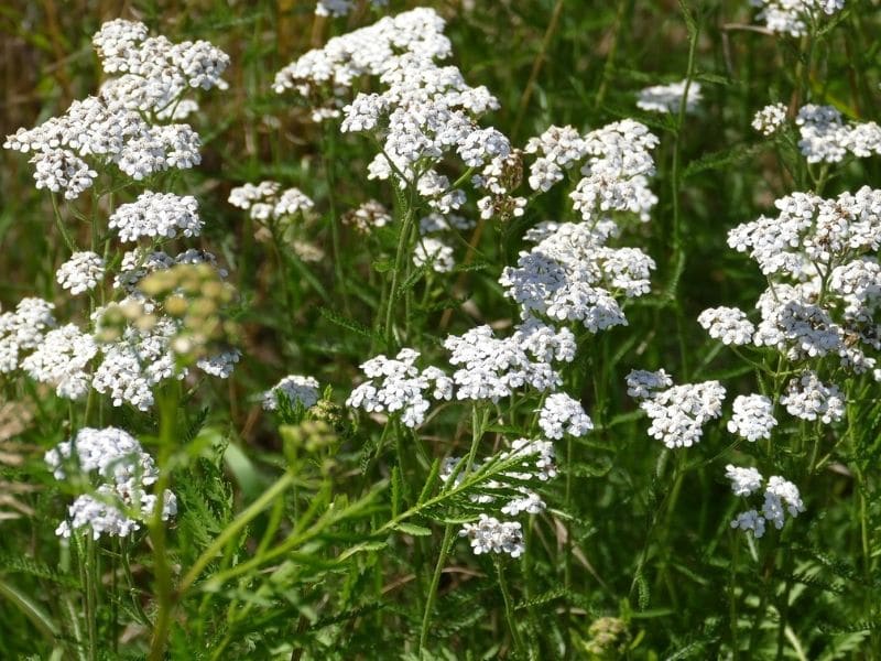 achillée blanche