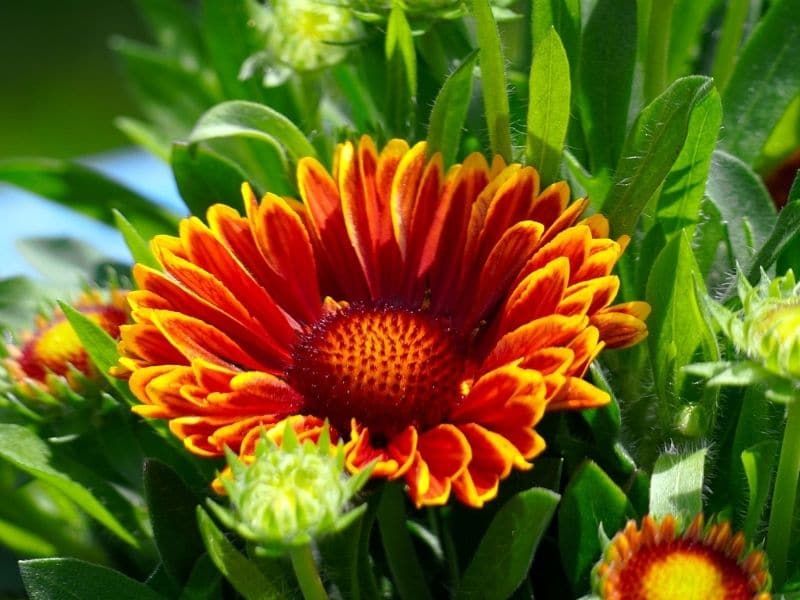 fleur de couverture