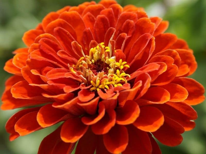 zinnia orange