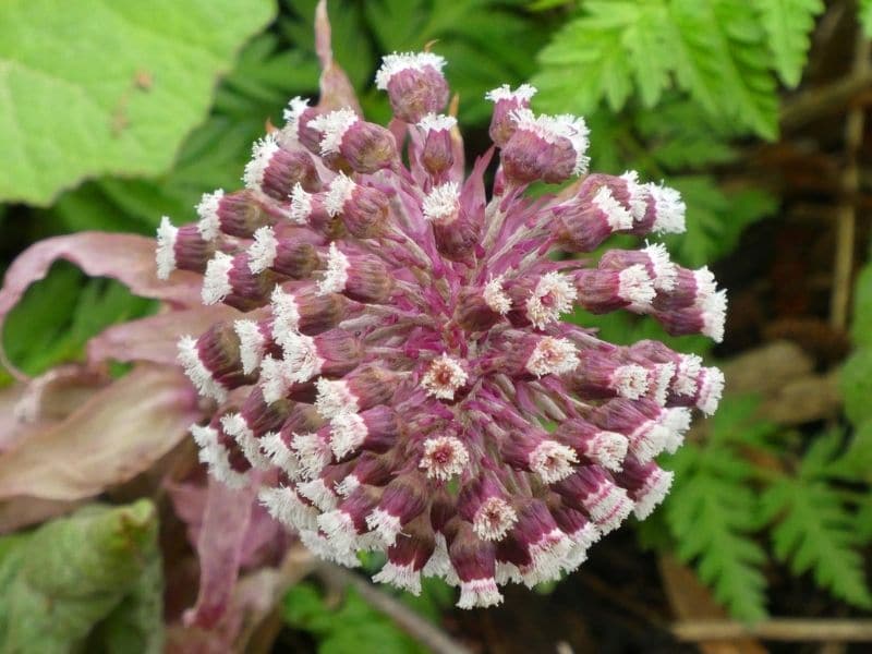 pétasite rose
