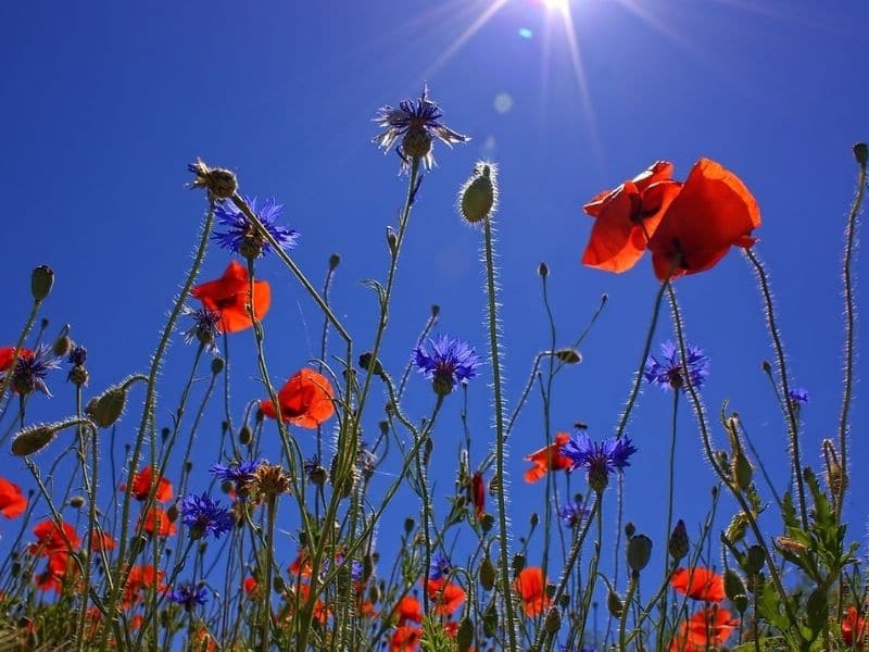 coquelicots rouges