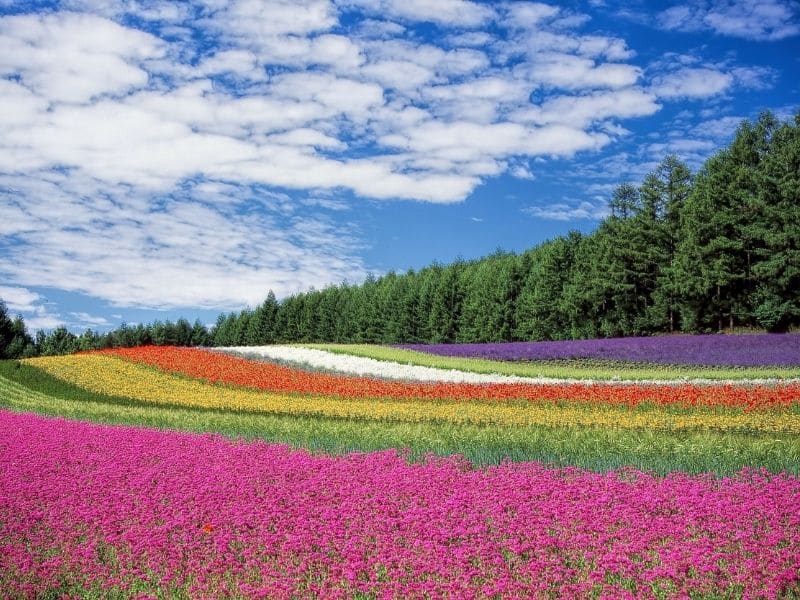 champ de fleurs