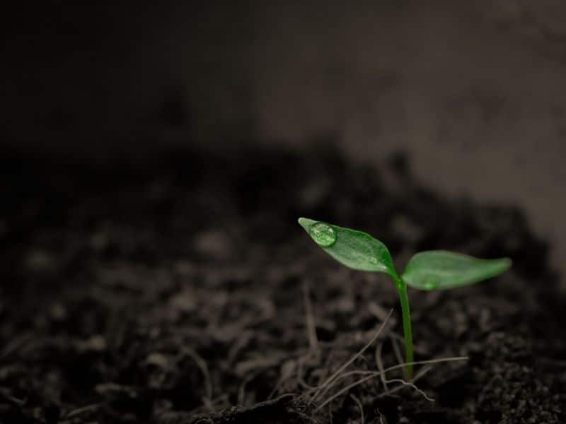 culture de plantes