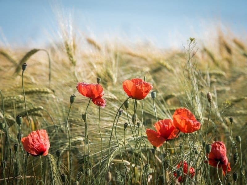 fleurs d'oranger en été