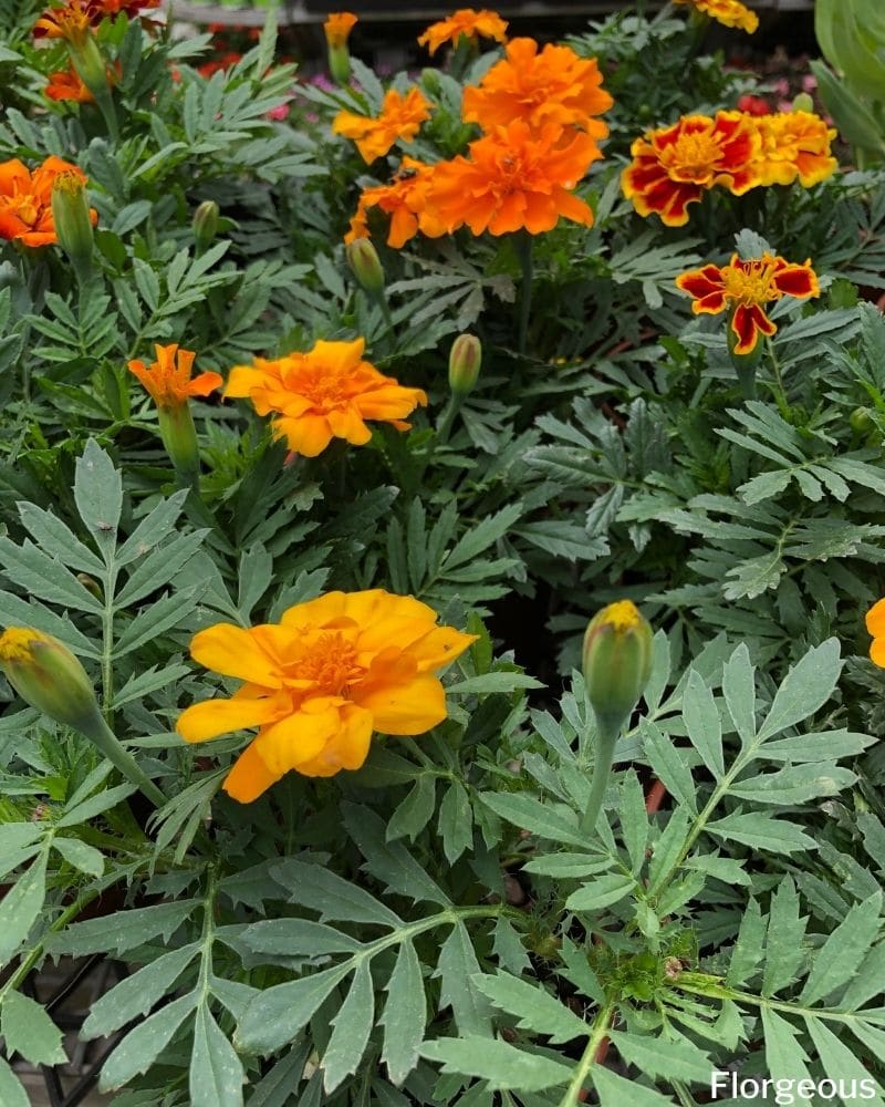 tagetes jaune orange