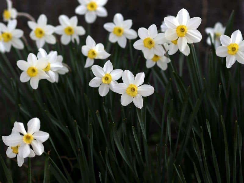 jonquilles blanches