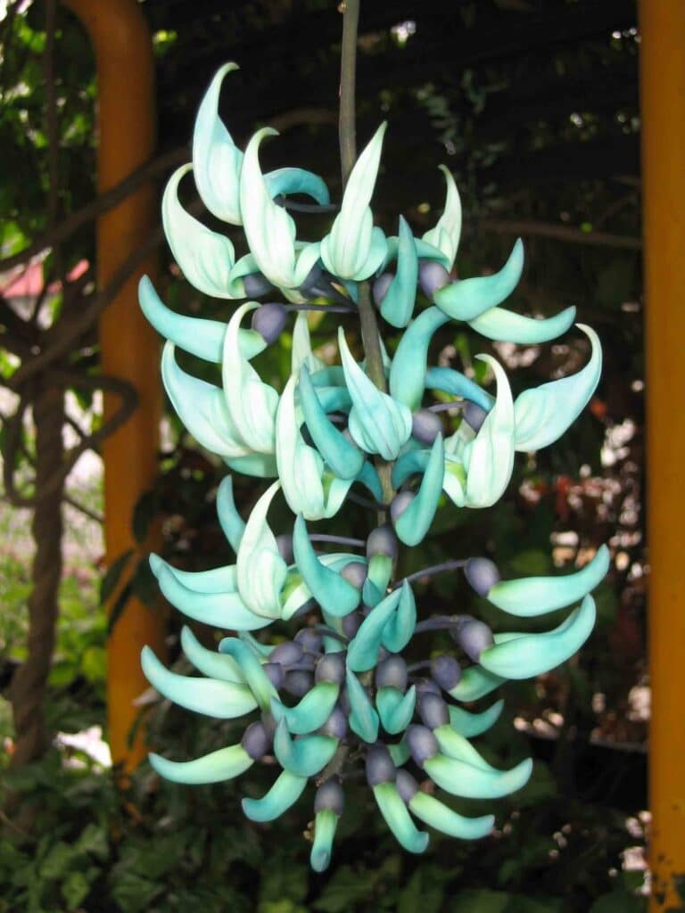 fleur de vigne de jade