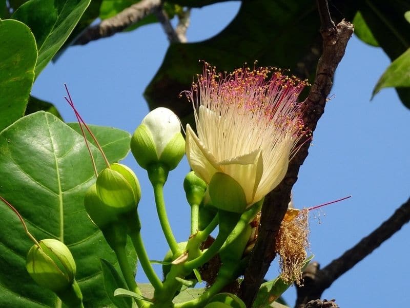 fleur de l'arbre à poison de mer
