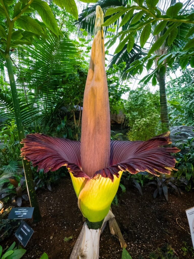 fleur de cadavre
