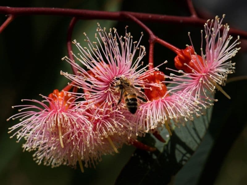 fleur d'eucalyptus
