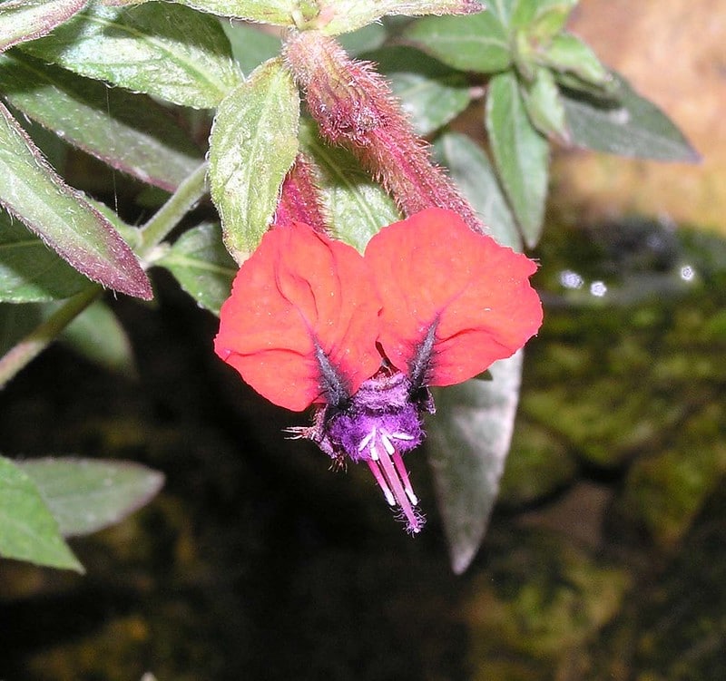 bat face cuphea