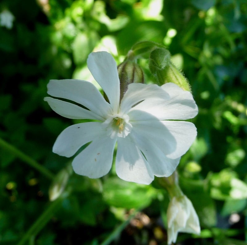 Campion de Gibraltar