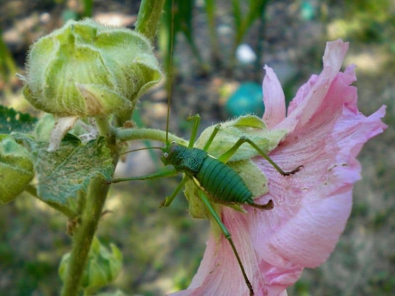 Bourgeon de rose trémière avec insecte