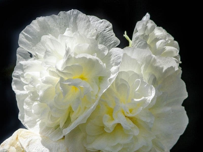 Chater's Double Hollyhock