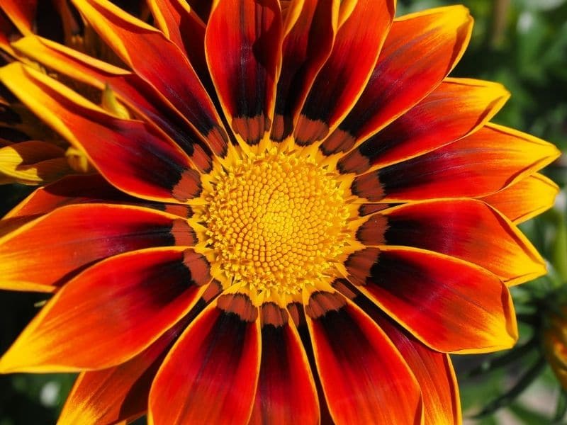 gazania orange