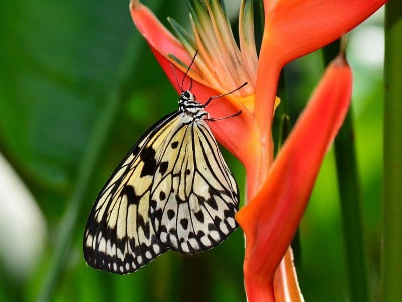 fleur d'oiseau de paradis avec papillon