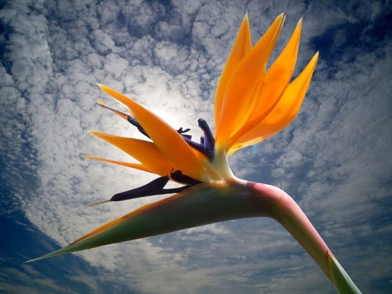 oiseau de paradis fleur sous les nuages