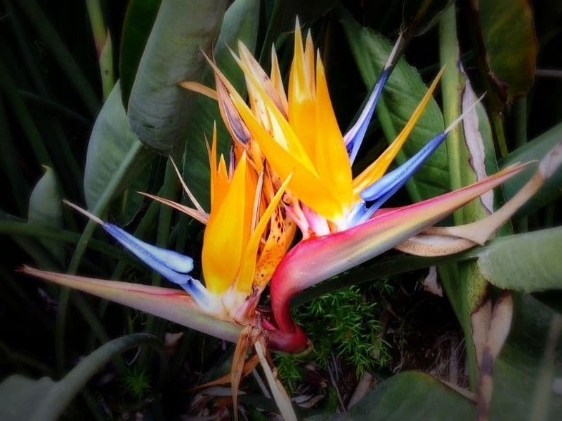 fleur d'oiseau de paradis pour la propagation