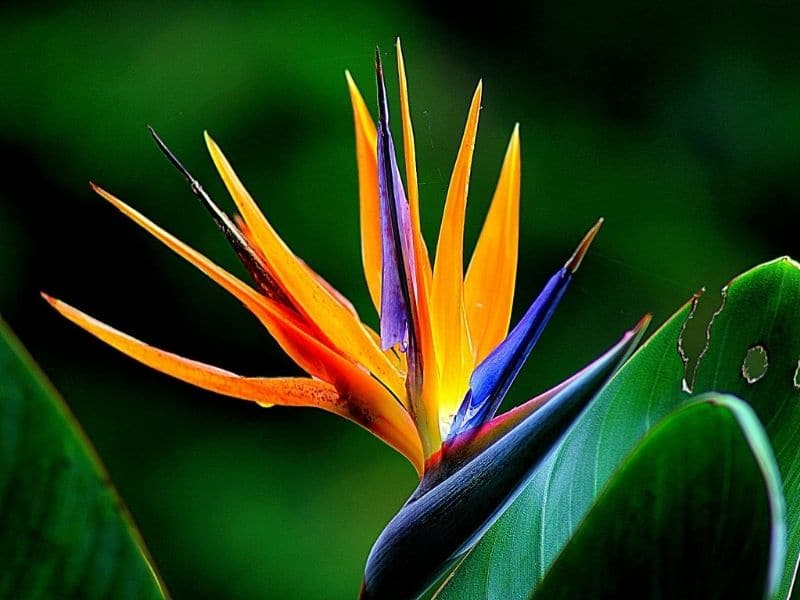 l'oiseau du paradis de la jungle