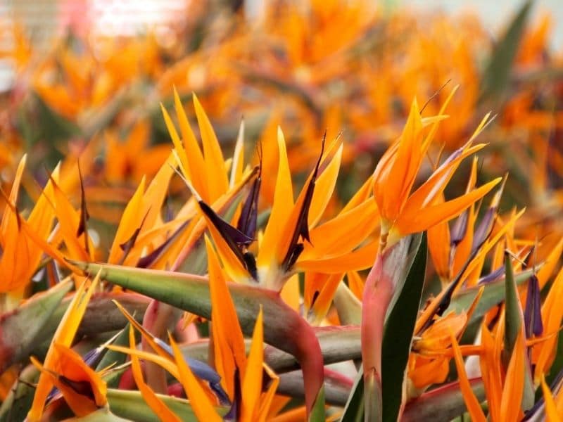 champ de fleurs d'oiseaux de paradis