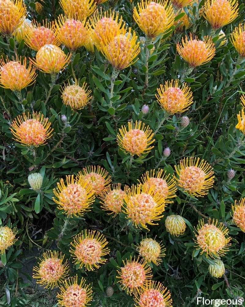 fleur de leucospermum