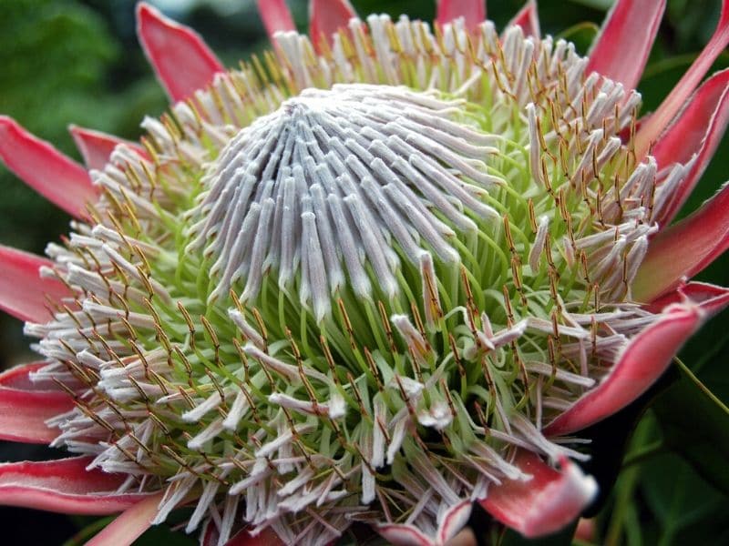 king protea gros plan