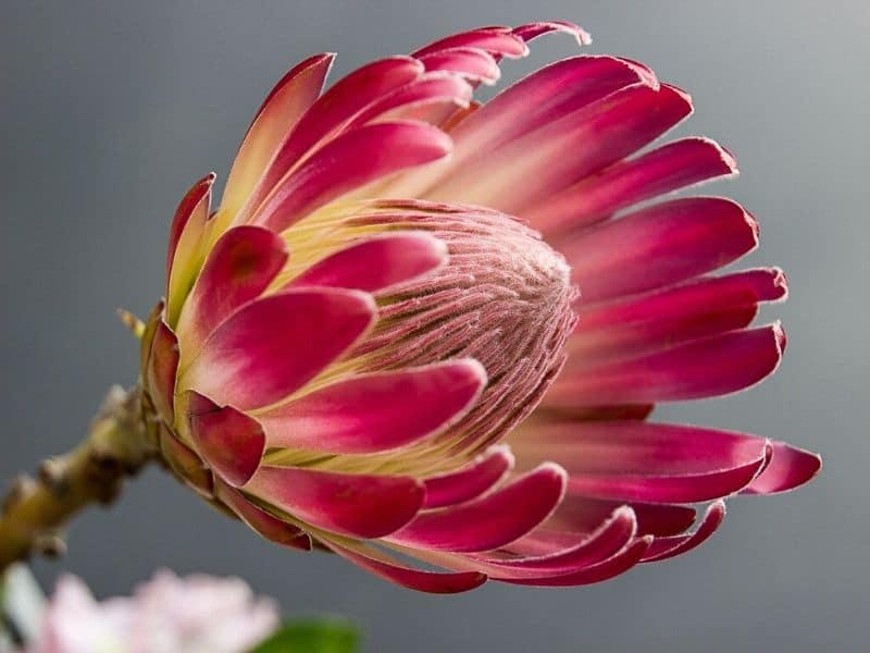 la reine protea