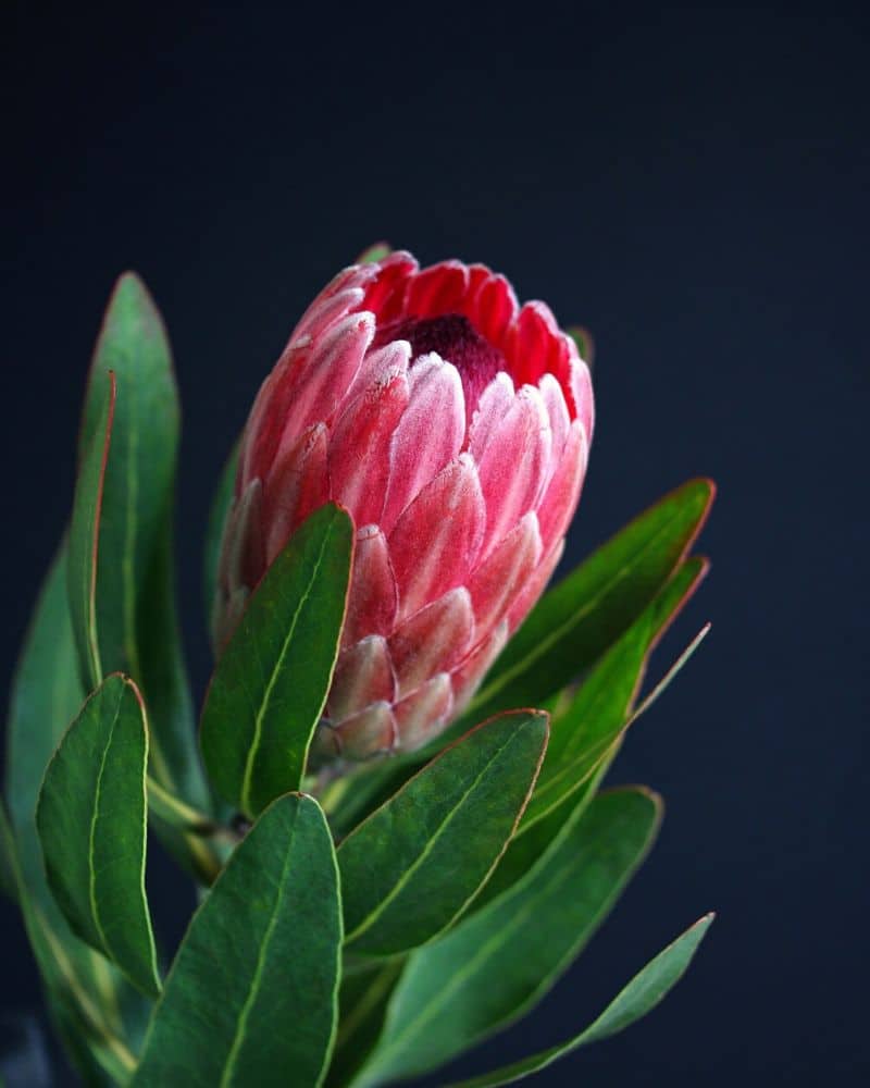 protea special pink ice