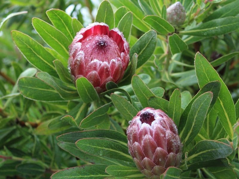 protea feu givré