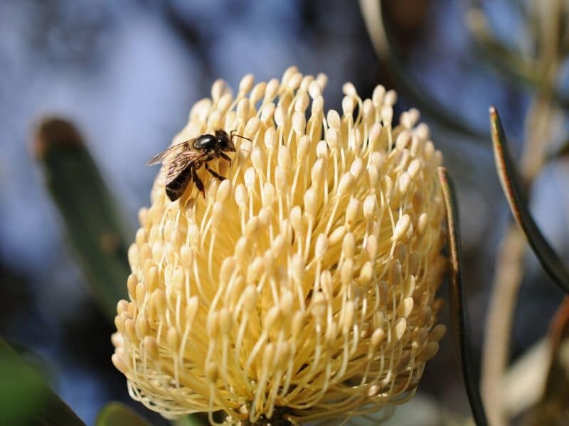 abeille banksia protea